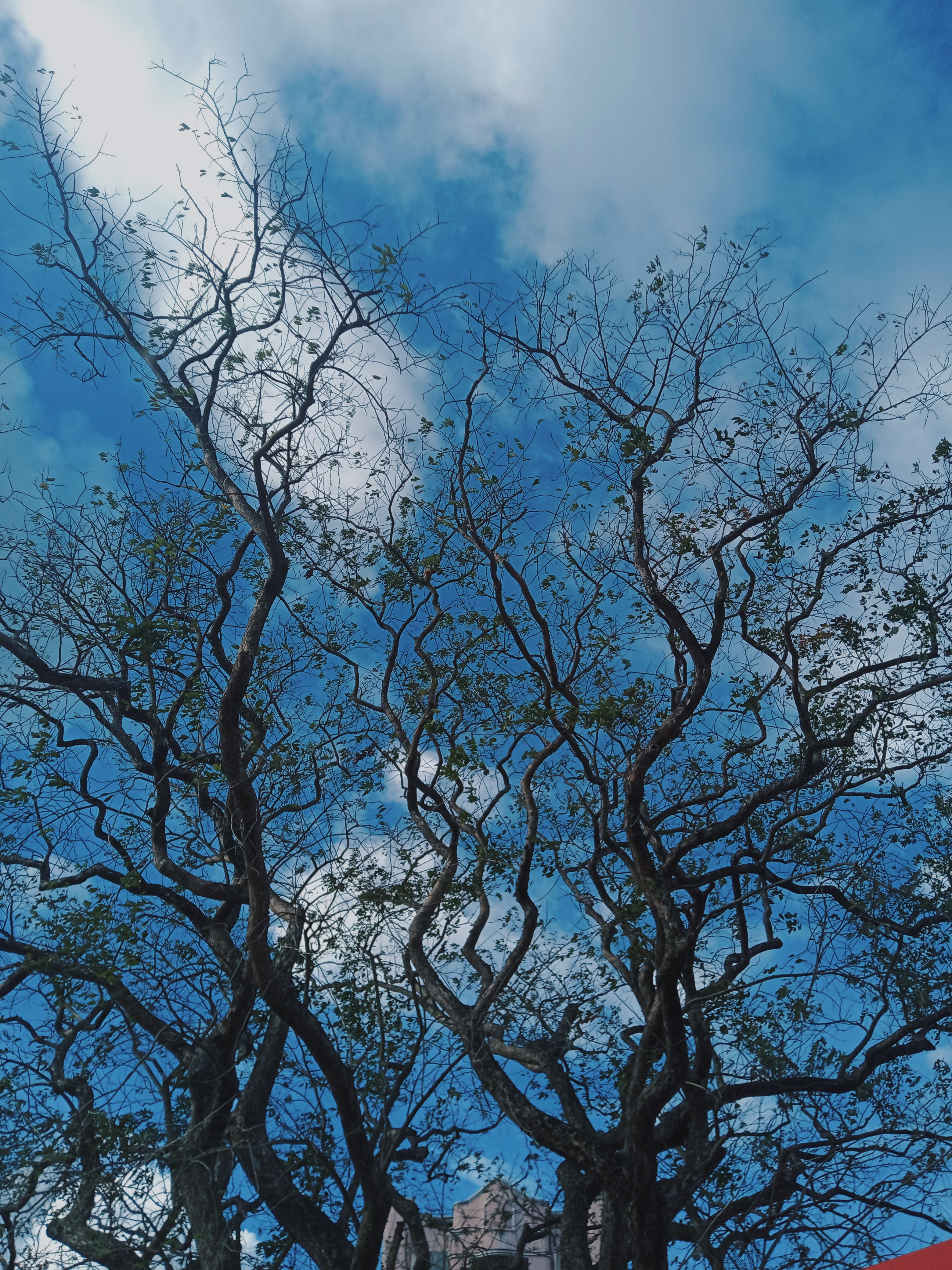 A Low Angle Shot of Leafless Tree Under the Blue Sky and White Clouds ...
