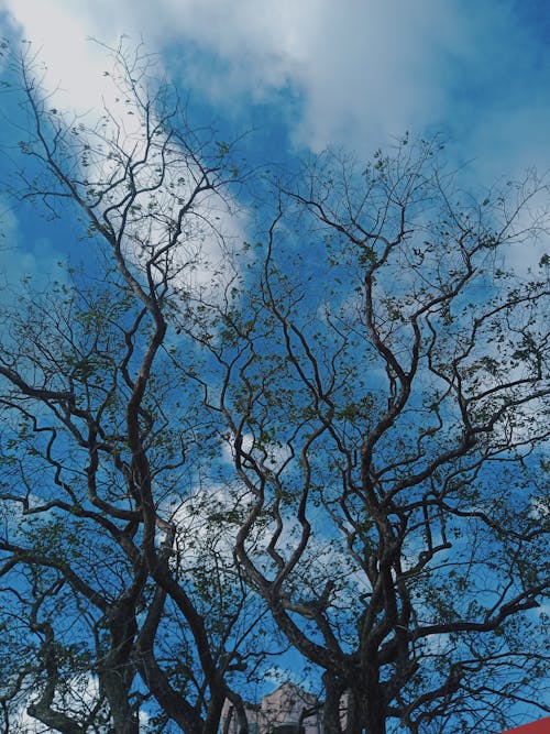 Imagine de stoc gratuită din arbore fără frunze, cer albastru, crengi
