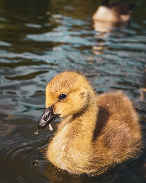 Free Adorable duckling swims in sunlit water, captured in a serene, natural setting. Stock Photo