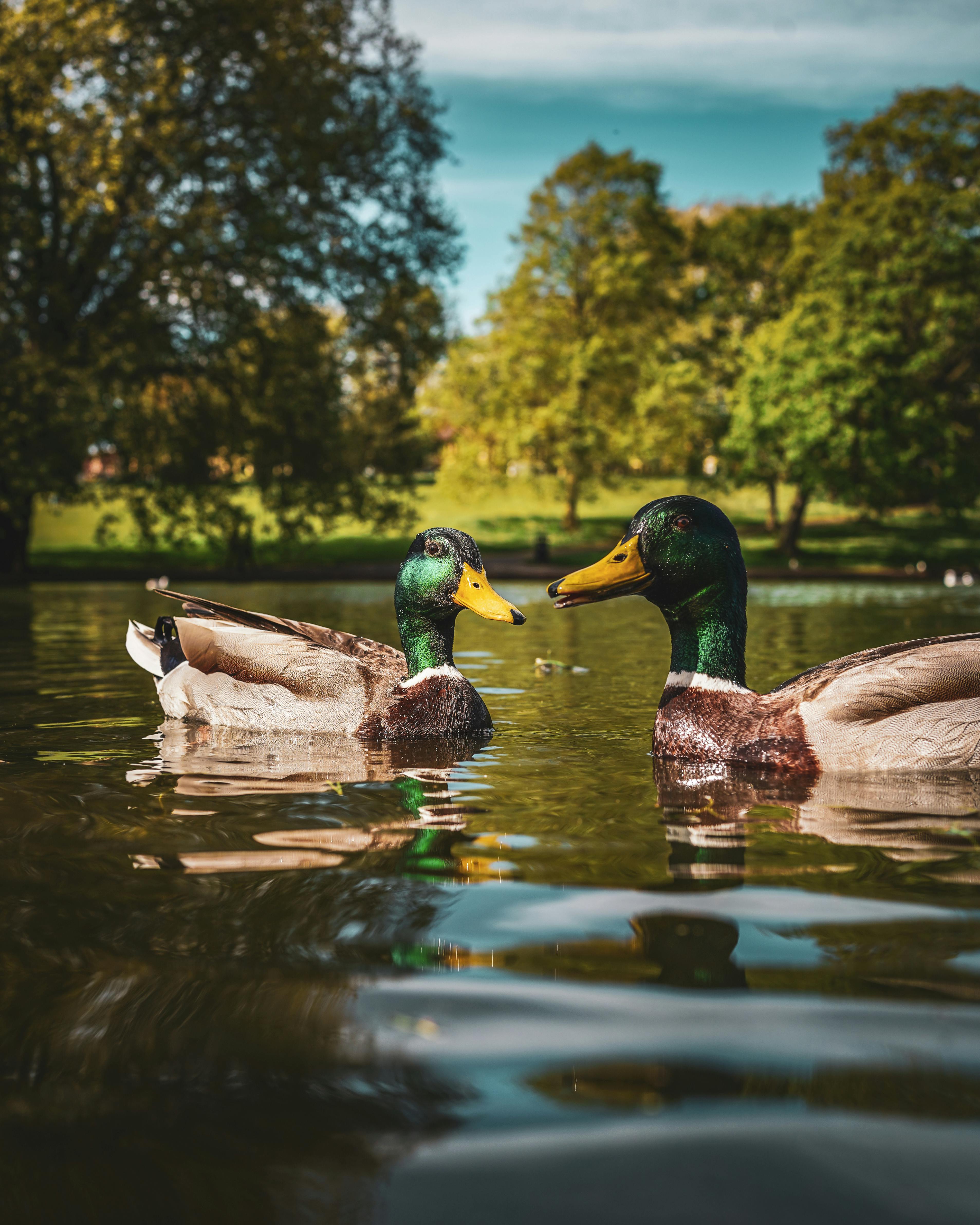 Wild Ducks Photos, Download The BEST Free Wild Ducks Stock Photos & HD ...