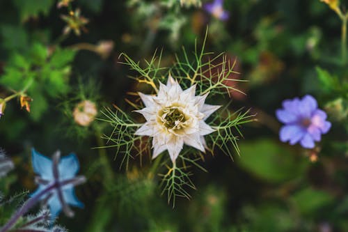 增長, 植物學, 綻放的花朵 的 免費圖庫相片