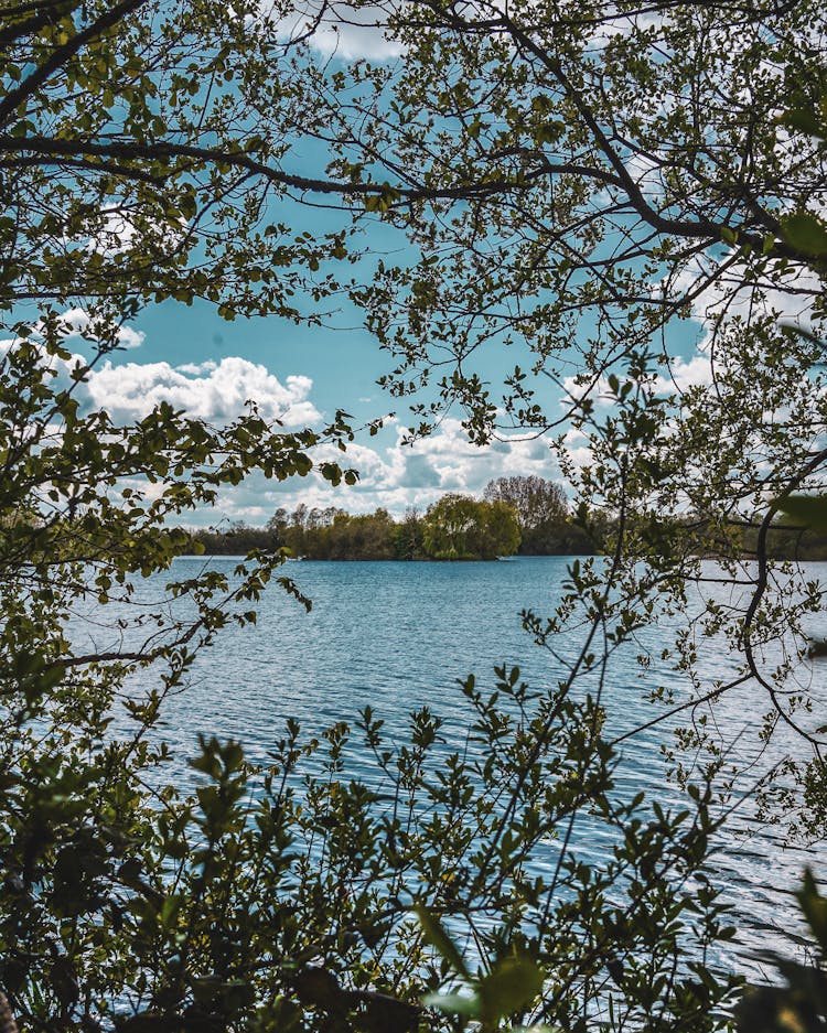 River Behind Trees Leaves