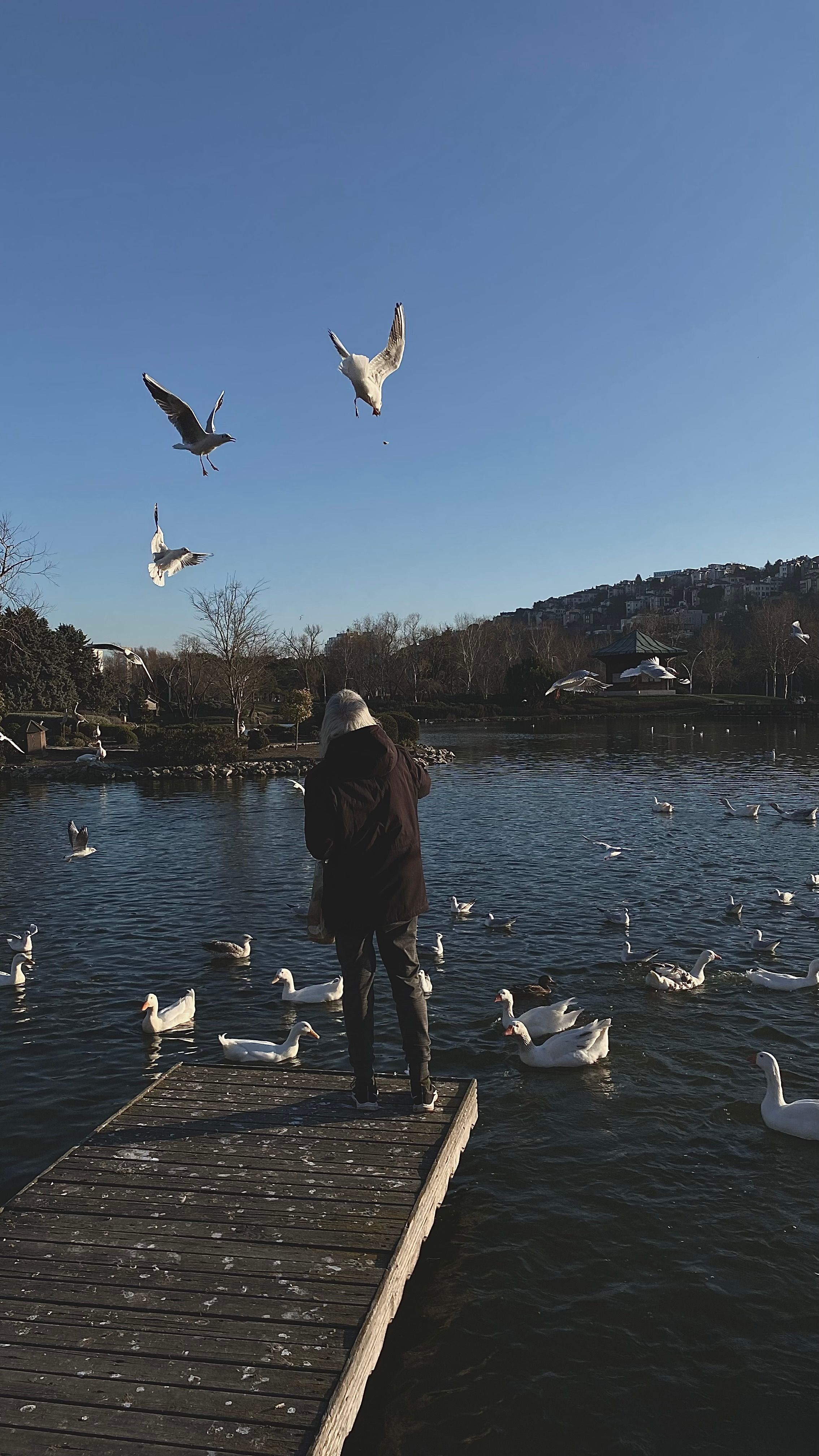 A person feeds birds on a wooden dock by a serene lake, surrounded by waterfowl and a clear sky.