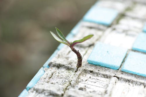 Free Green Leafed Plant on Sand Stock Photo