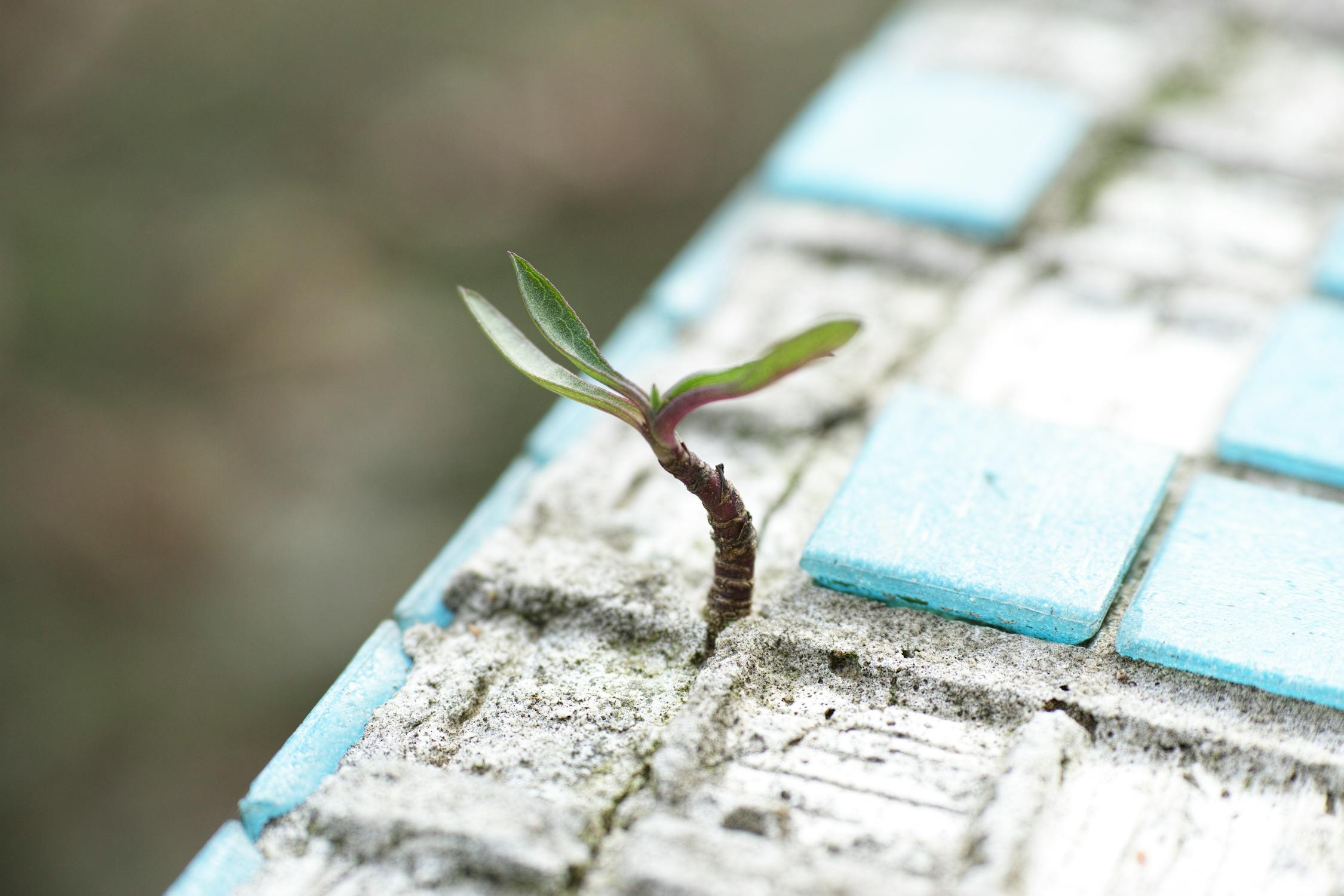 Growth Photo by Engin Akyurt from Pexels: https://www.pexels.com/photo/green-leafed-plant-on-sand-1438404/