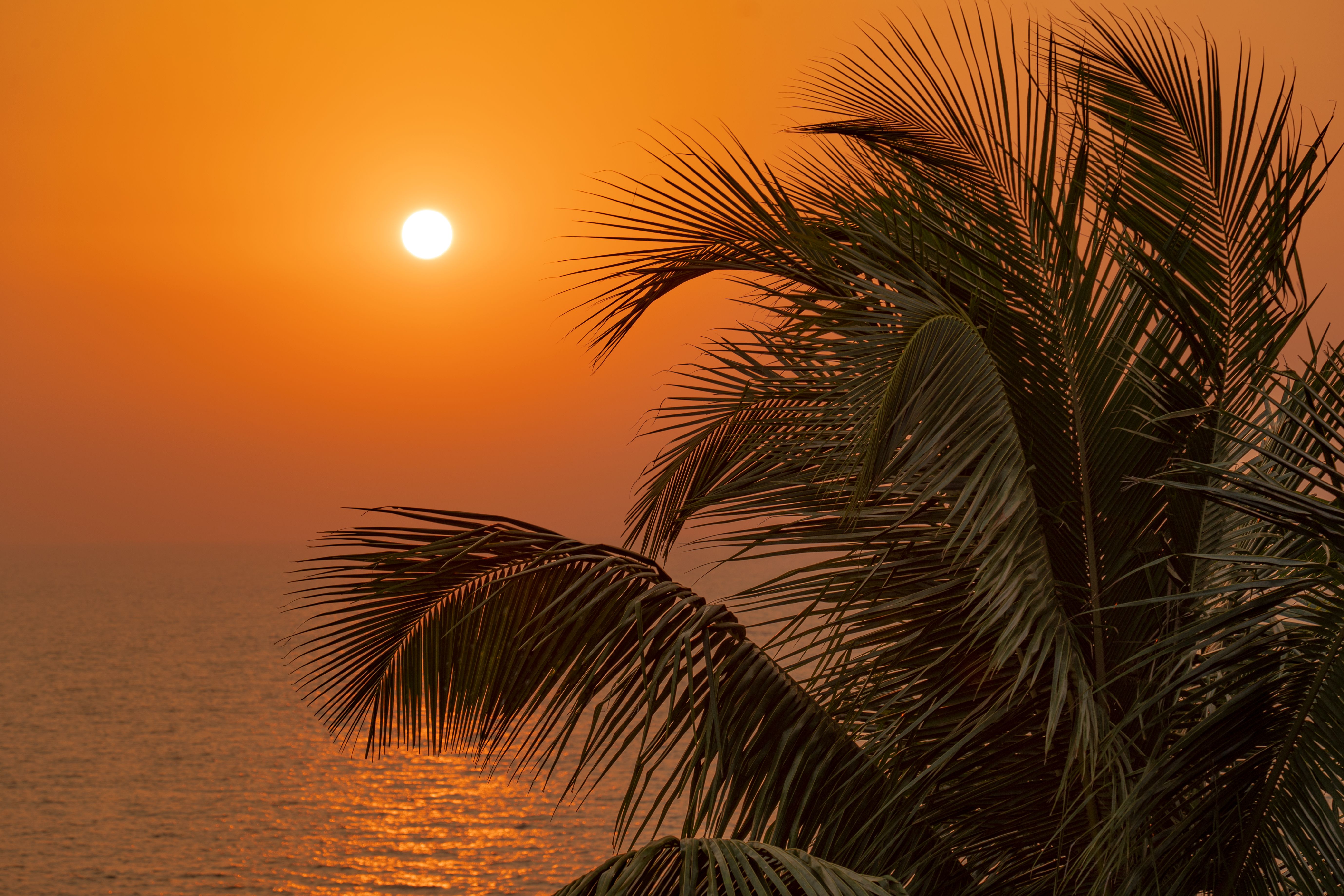 Palm Tree and a Sunset Over the Ocean · Free Stock Photo