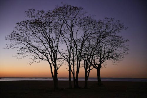 ağaç gövdesi, ağaçlar, akşam karanlığı içeren Ücretsiz stok fotoğraf