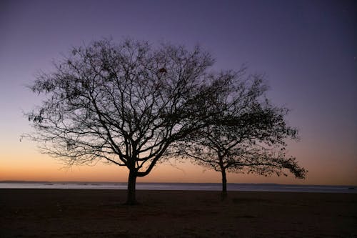 Fotos de stock gratuitas de árboles desnudos, atardecer, cielo morado