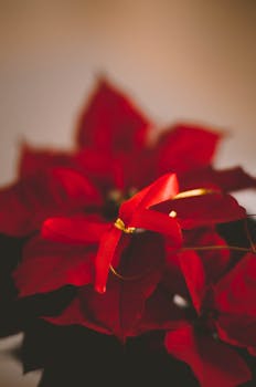 A close-up image of a vibrant red poinsettia with a decorative ribbon, symbolizing winter holidays.