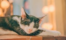 这是一张特写照片，一只燕尾服猫在室内的桌子上安静地睡觉