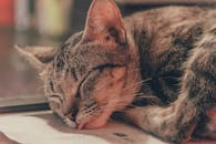 迷人的特写：一只虎斑猫在室内睡觉，非常适合宠物爱好者和动物主题项目