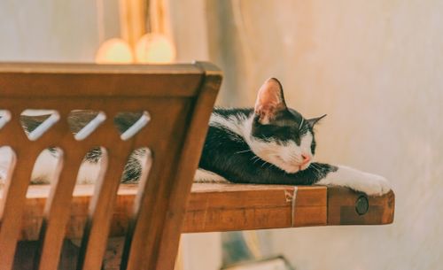 Free A black and white cat peacefully sleeping on a light-colored wooden table indoors. Stock Photo