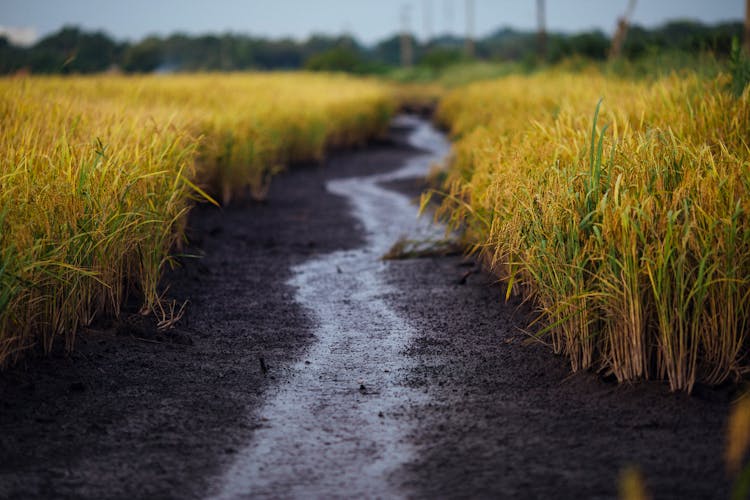 Empty Road In Between Rice Field