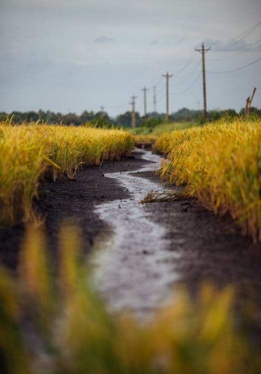 Pathway Surrounded by Yellow Grass