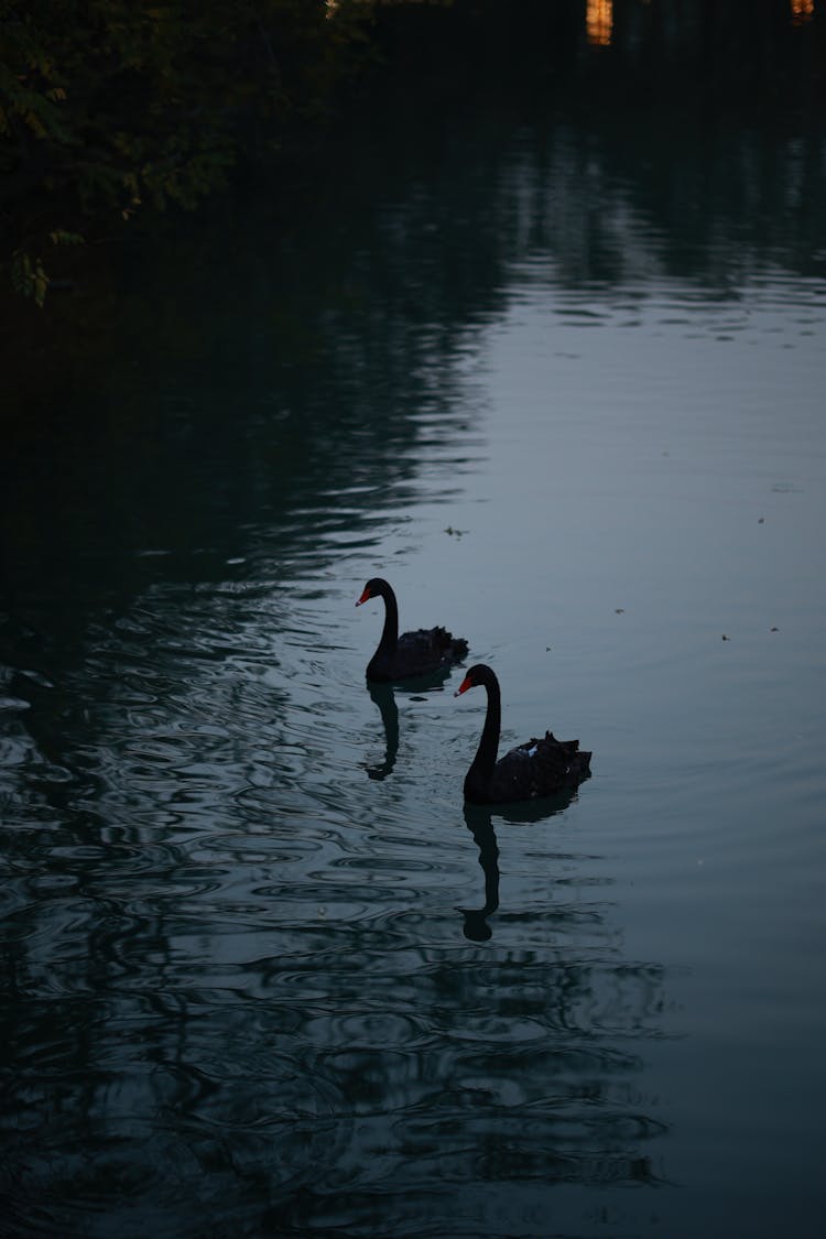 Black Swans On River