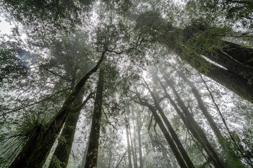 Foto profissional grátis de árvores, enevoado, floresta