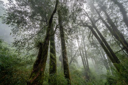 A Low Angle Shot of Green Trees in the Forest