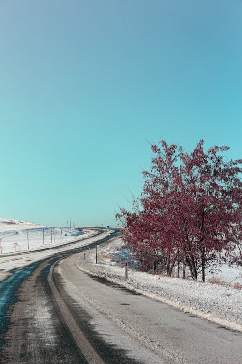 Red Tree on the Side of the Road