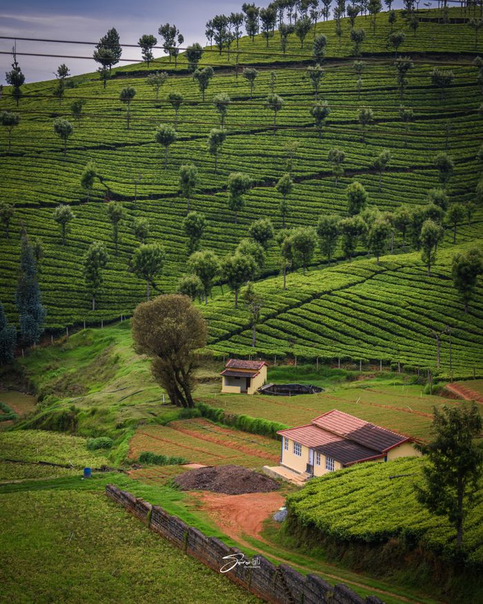 Lush green tea fields on rolling hills in Ooty with farmhouses