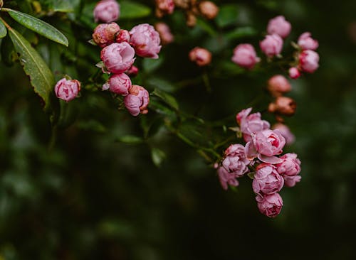 Free A Pink Flowers in Full Bloom Stock Photo