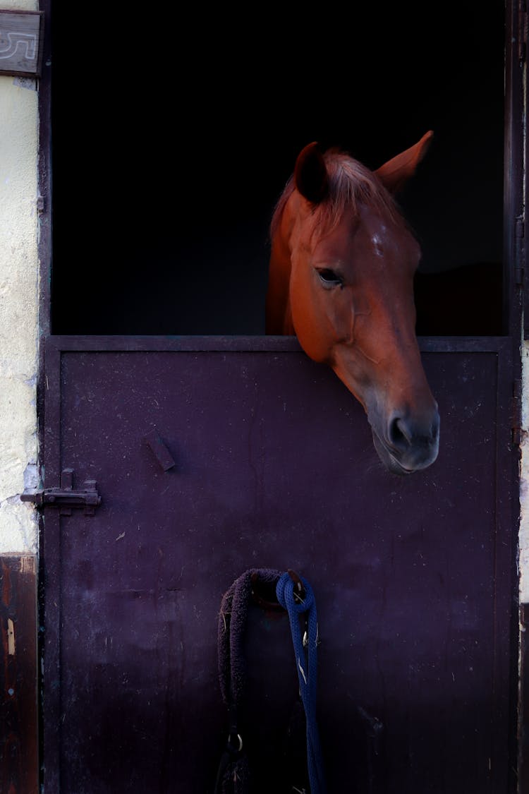 Red Horse In Barn On Farm