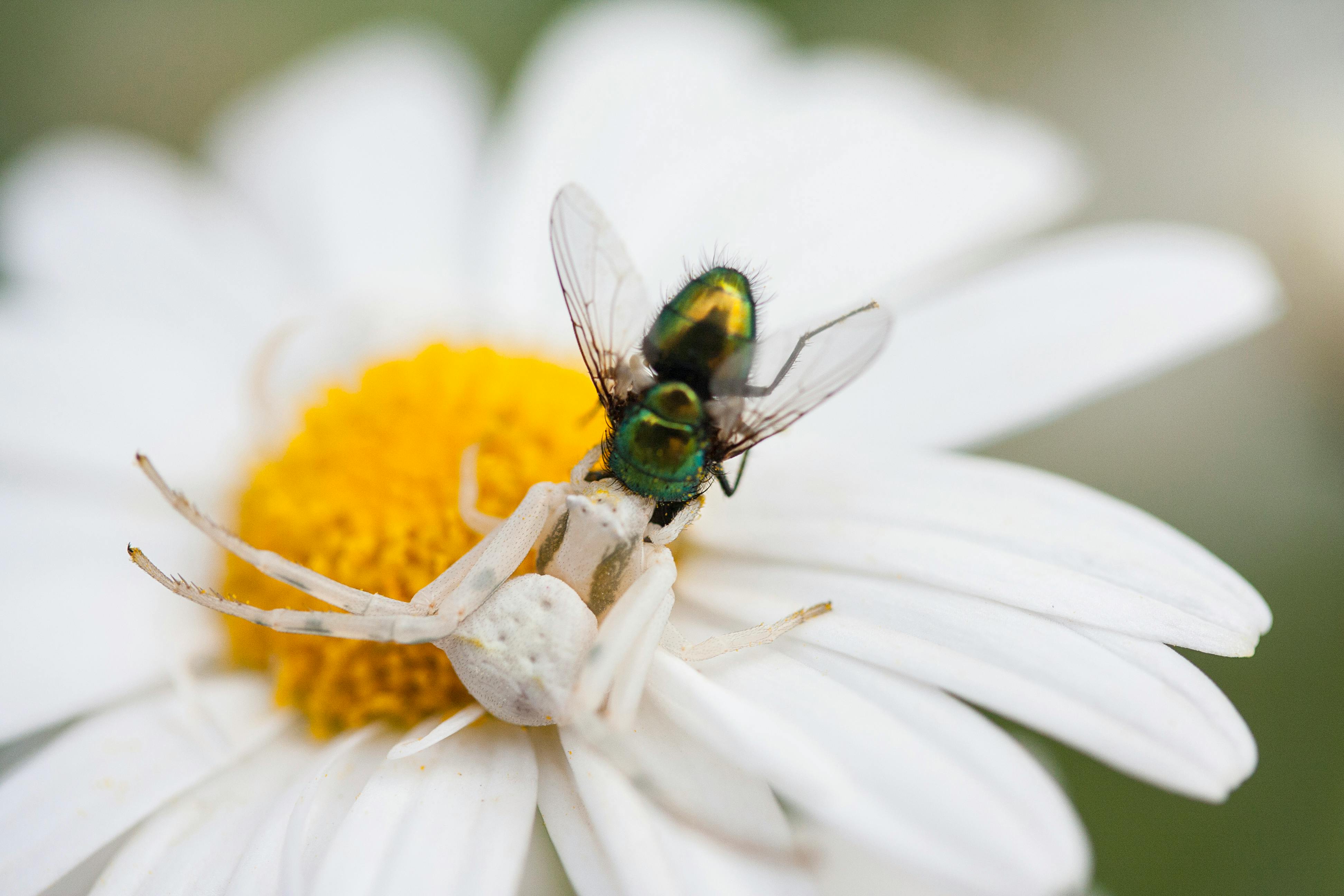 Free stock photo of animal, Animal Antenna, animal body