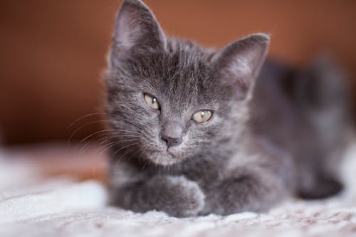 회색 고양이의 클로즈업 사진