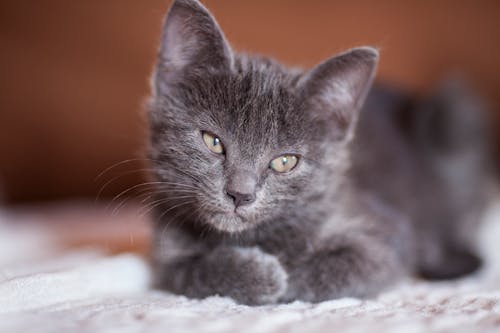 Fotografia Di Close Up Di Gattino Grigio