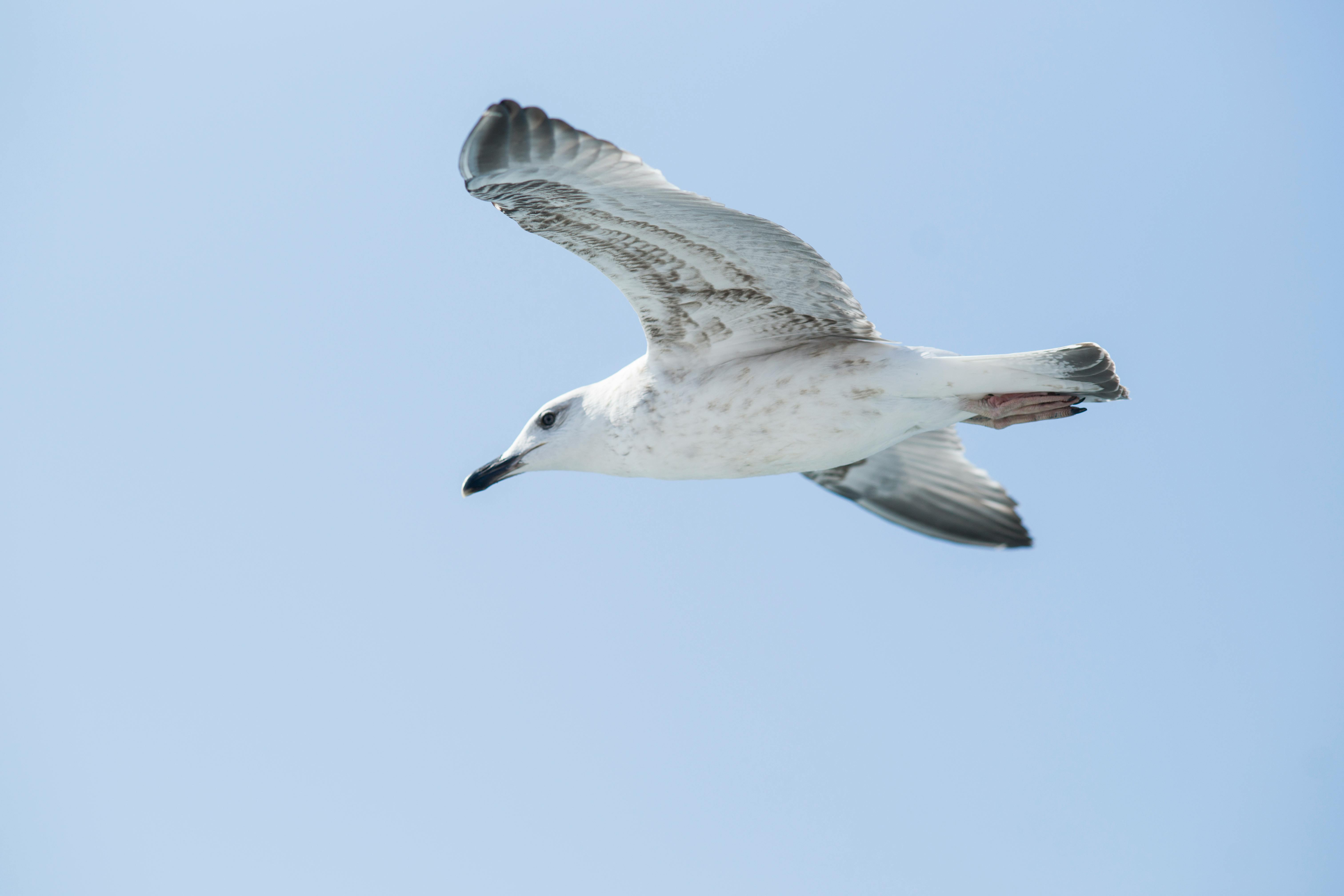 Free stock photo of above, animal, Animal Wing