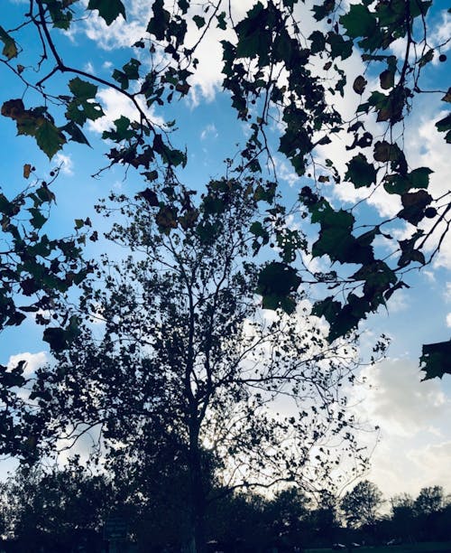 Kostenloses Stock Foto zu atmosfera de outono, baum im herbst, bäume im herbst