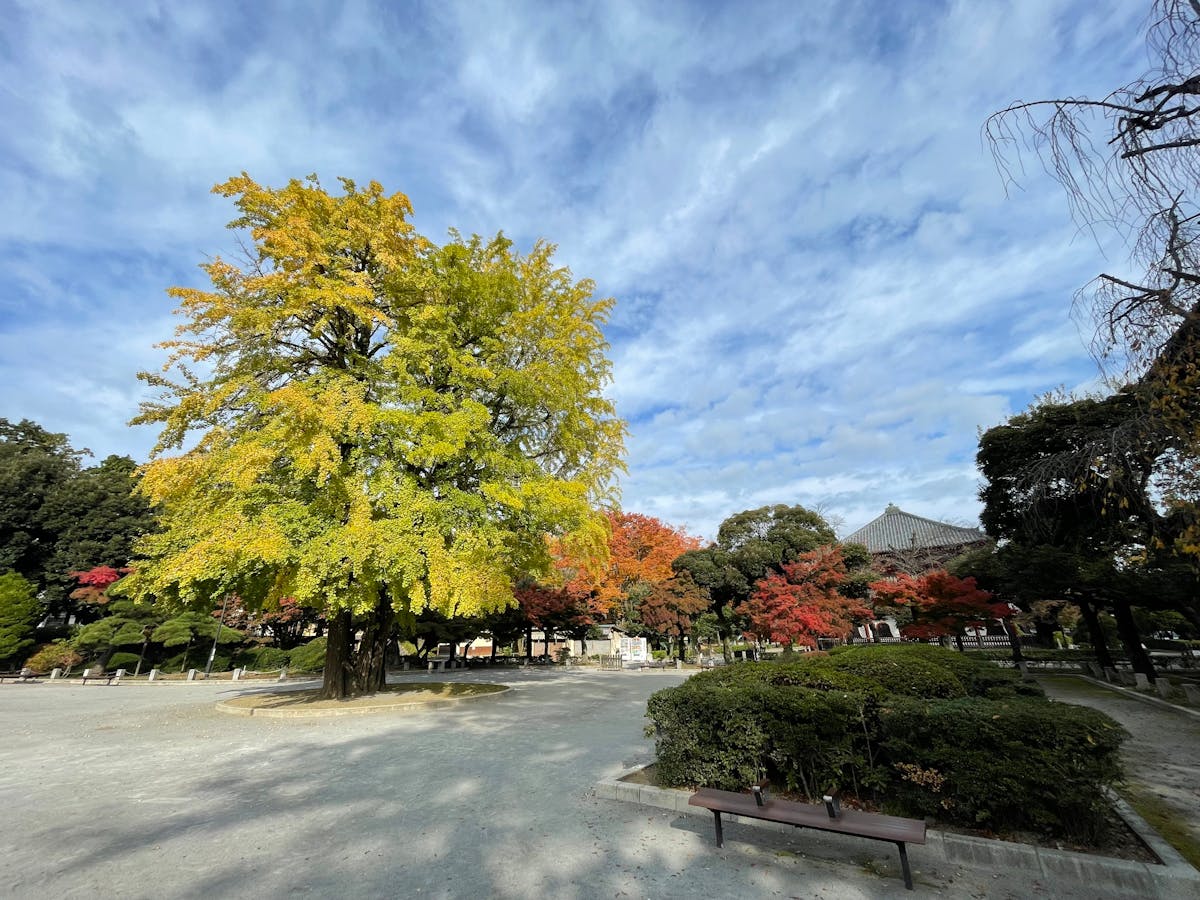 High-protein yogurt and cottage cheese bowl topped with berries and nuts