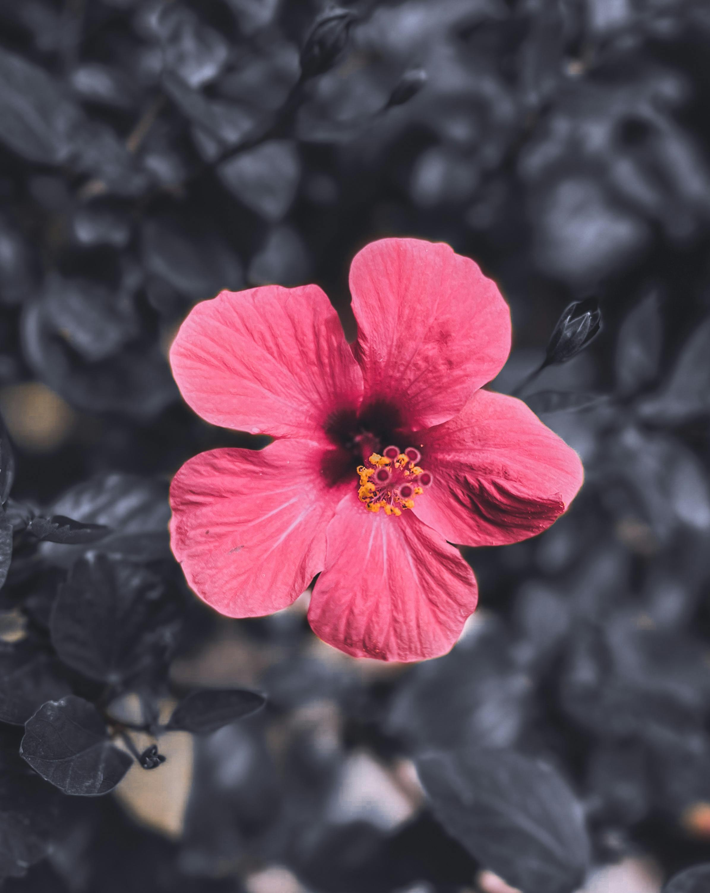 Layered Greek yogurt parfait with fresh berries and granola in a glass jar