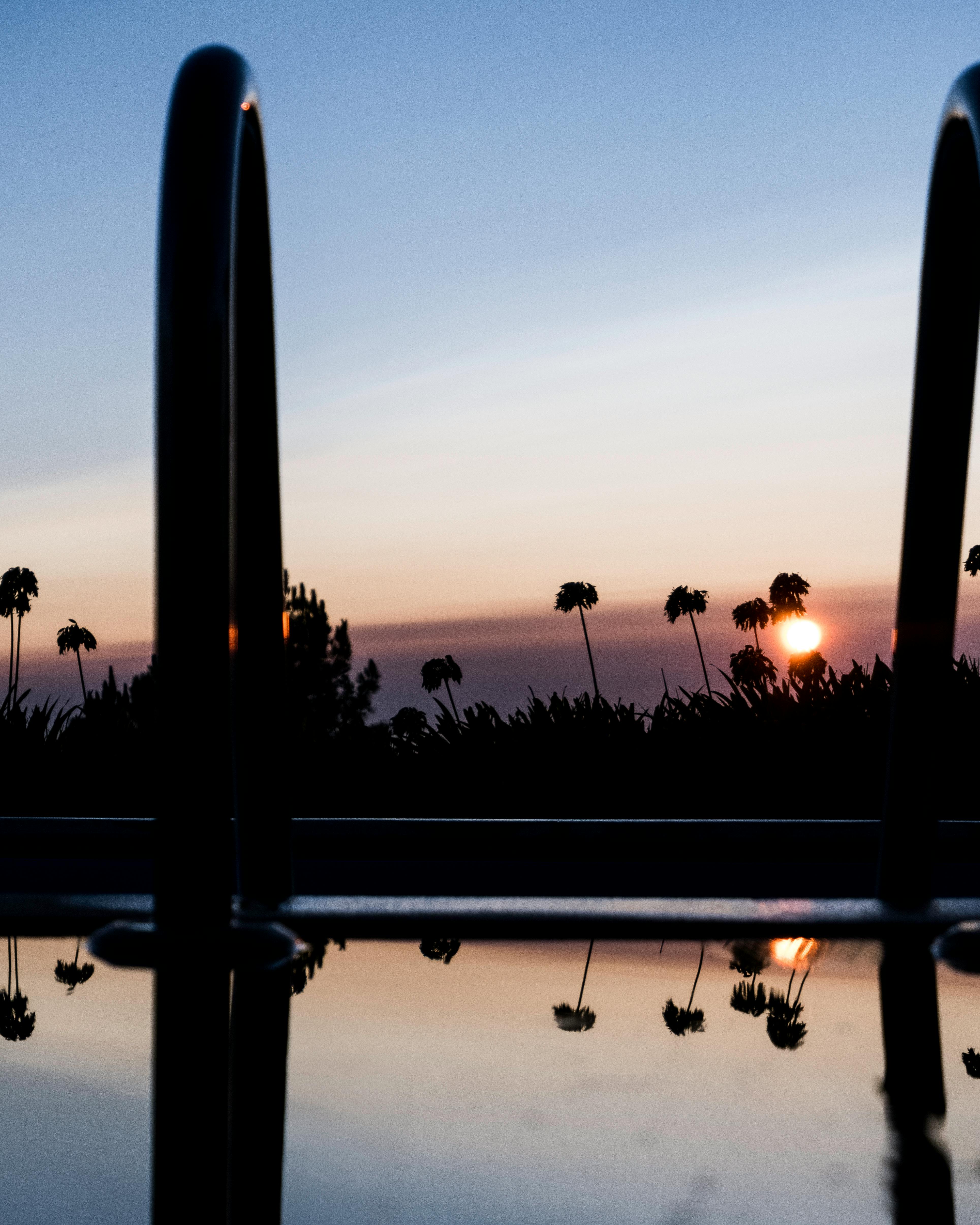 palm trees reflection in water near ladder bars at sunset