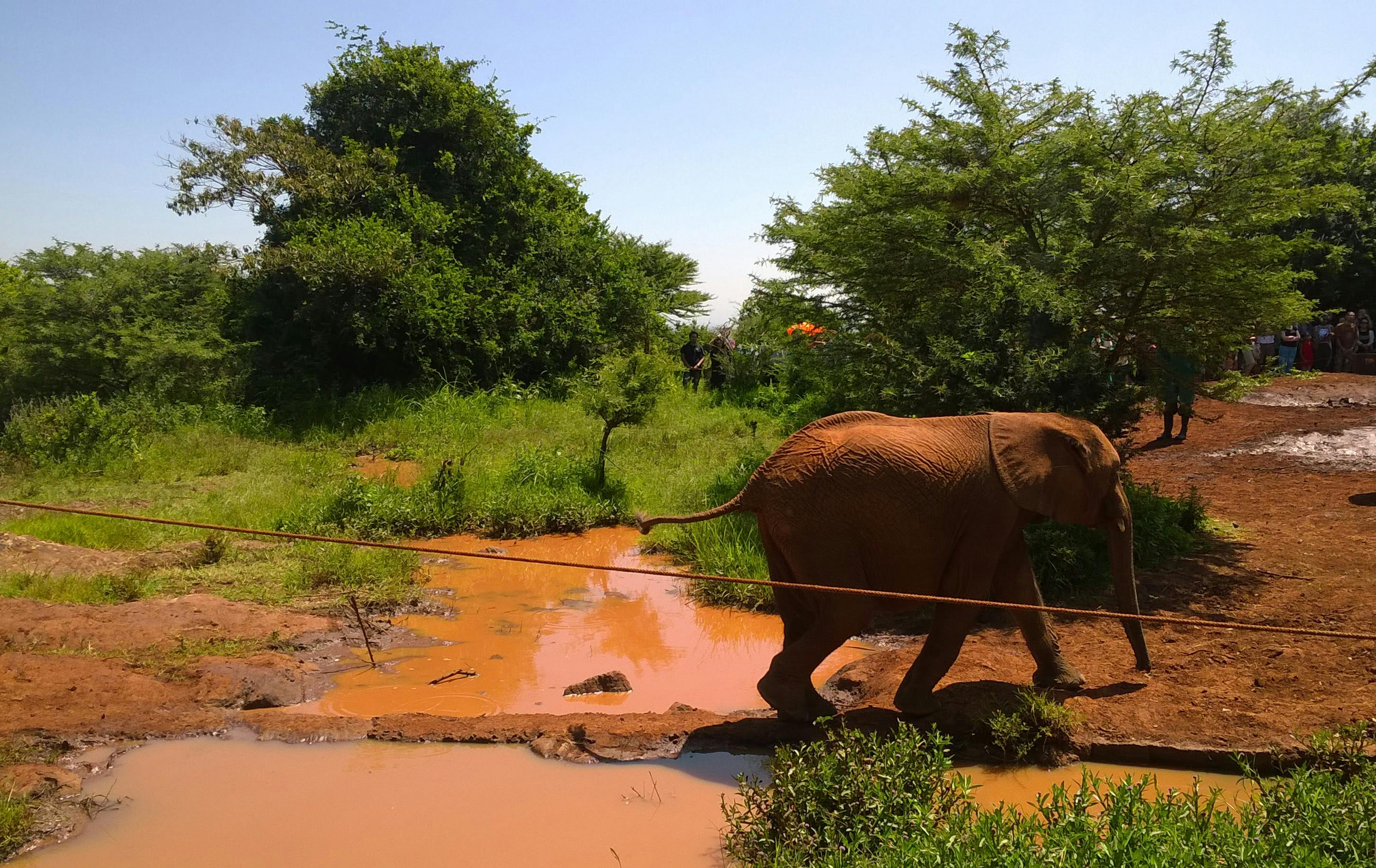Free stock photo of elephant calf
