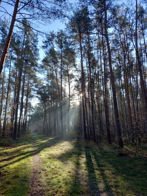 Free Sunlight streams through tall trees on a tranquil forest path, highlighting natural beauty. Stock Photo