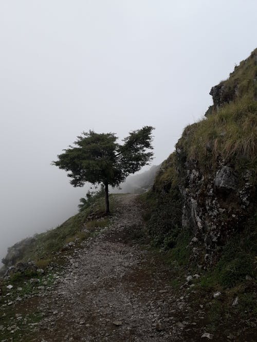A Green Tree on Mountain Under the White Sky