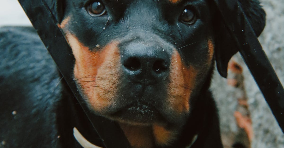 Cute Dog Looking through Gates