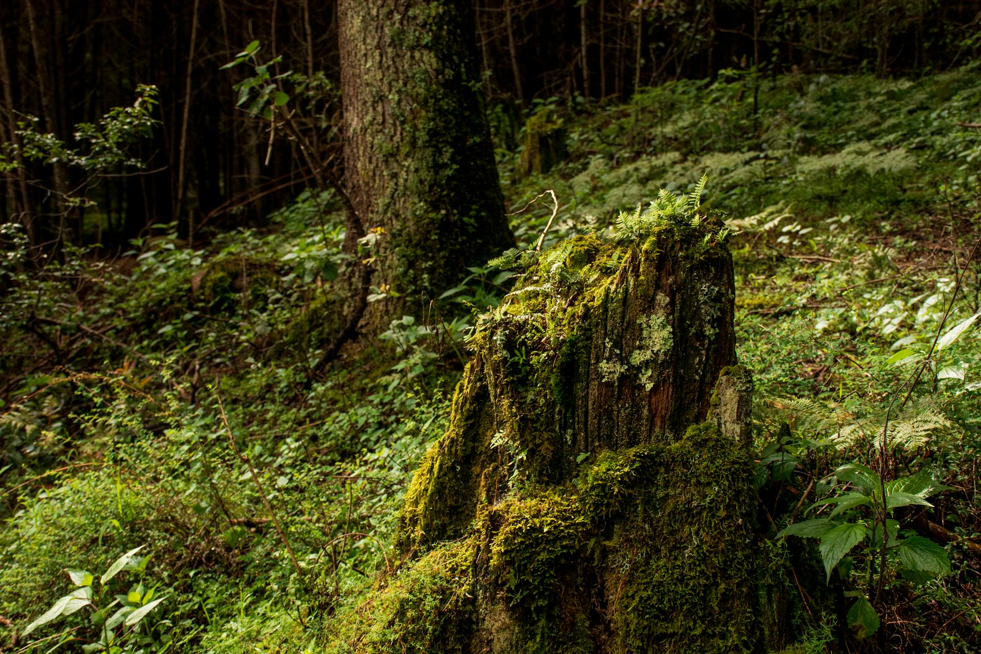 Close-up of a mossy tree stump in Mineral del Chico forest, highlighting nature's lush greenery.