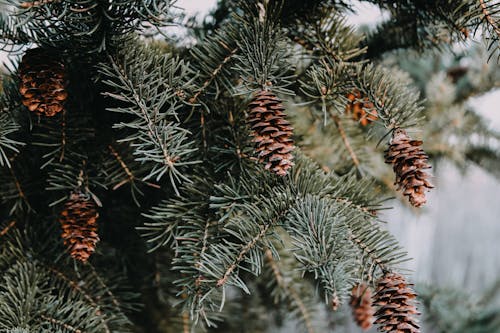 Close-up of Cones of a Coniferous Tree