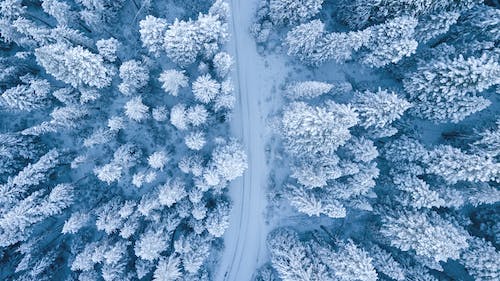 gratis Luchtfotografie Van Met Sneeuw Bedekte Bomen Stockfoto