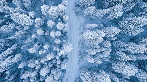 空中攝影的白雪覆蓋的樹木