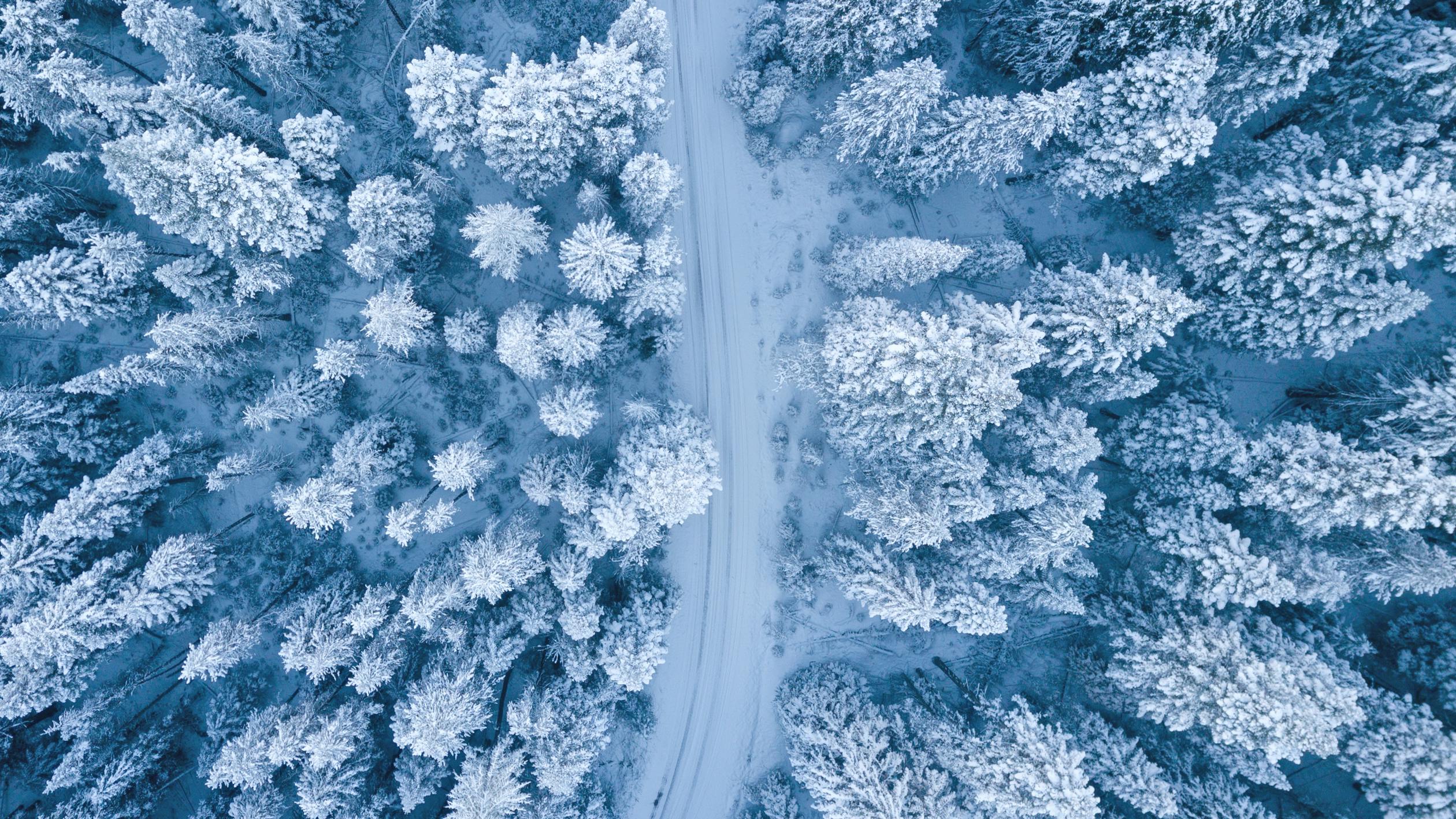 aerial view of winter forest