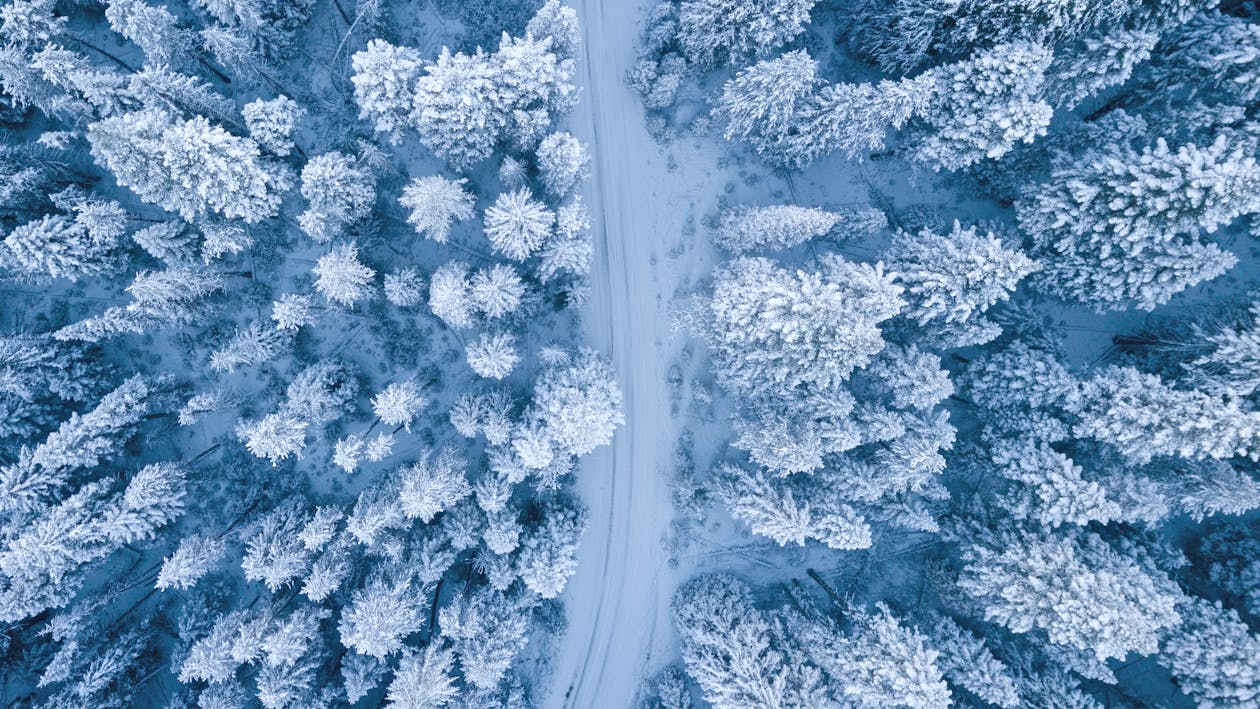 雪に覆われた木の空中写真