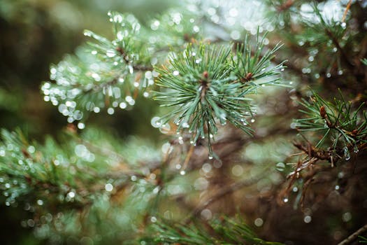 Beautiful close-up of water droplets on spruce needles, showcasing nature's delicate beauty.