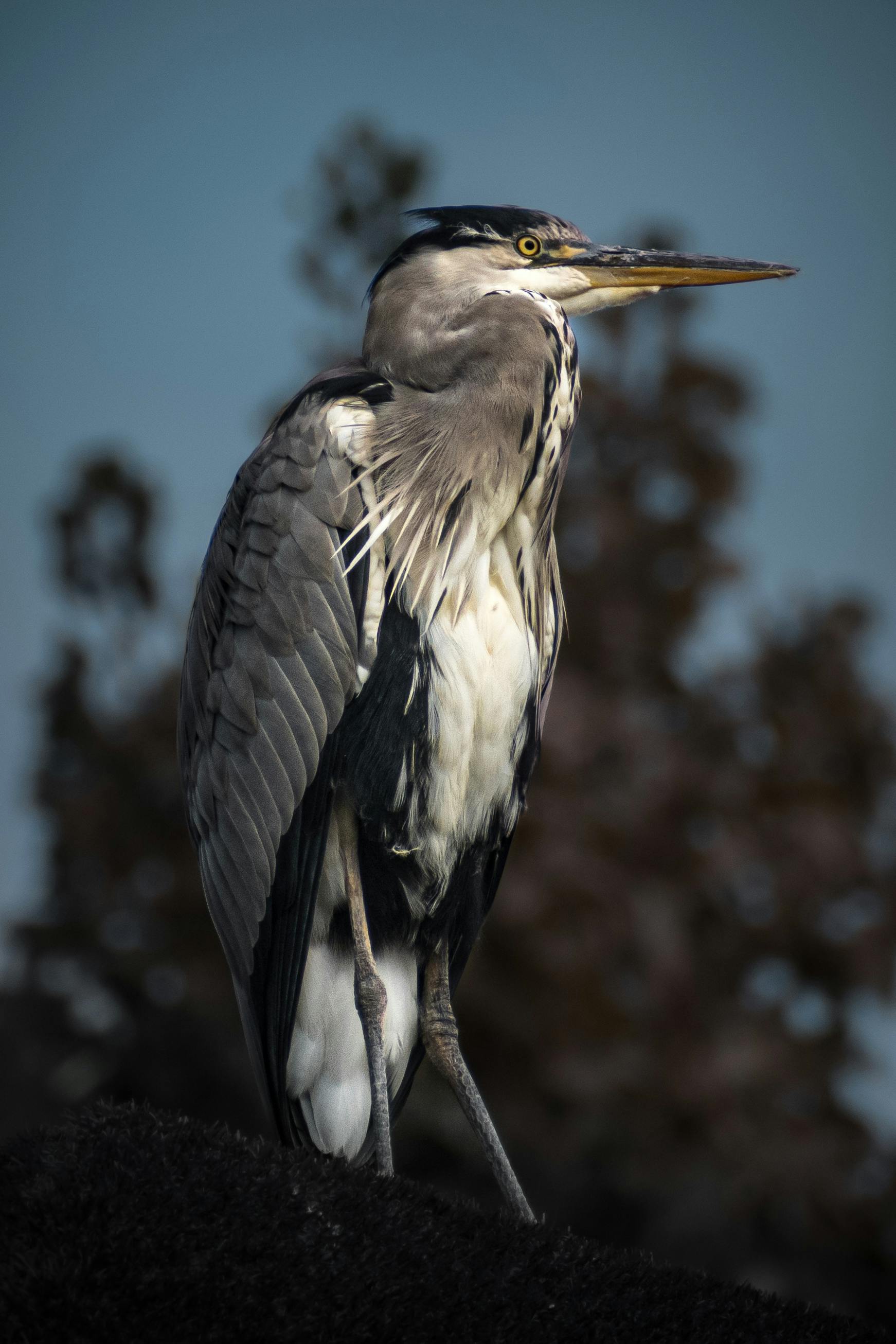 Gray and White Bird Perched on the Branch · Free Stock Photo