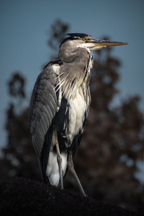 Gray and White Bird Perched on the Branch