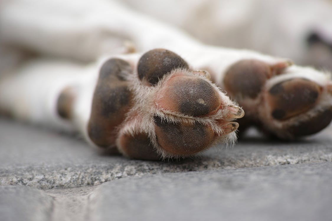 Shallow Focus Photography of White Dog's Paws