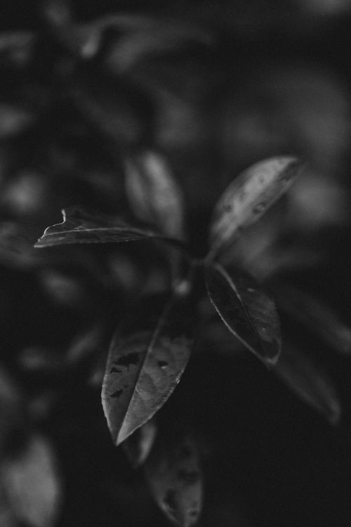 Free Artistic black and white close-up of leaves with selective focus. Stock Photo