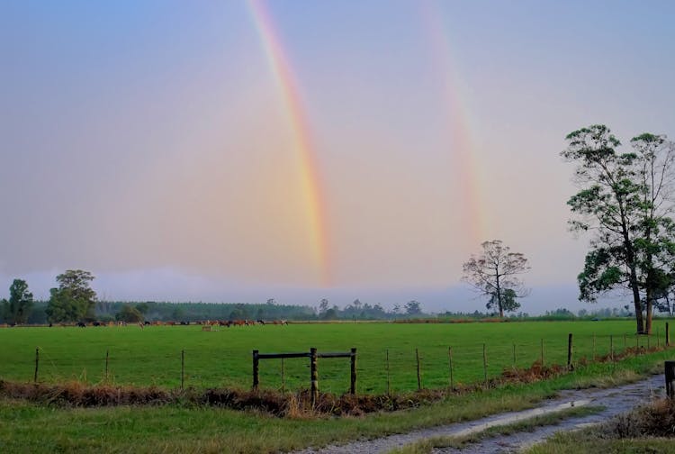 Rainbow Above The Green Grass Lawn