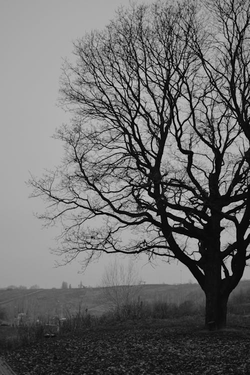 çıplak ağaca, dikey atış, gri tonlama içeren Ücretsiz stok fotoğraf